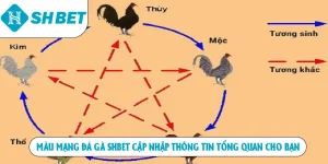Màu mạng đá gà SHBET cập nhập thông tin tổng quan cho bạn